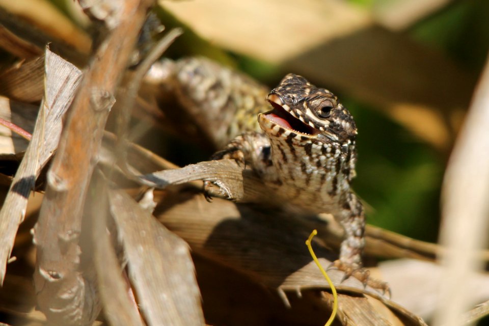 lagartija