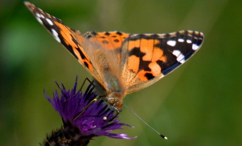 painted lady photo