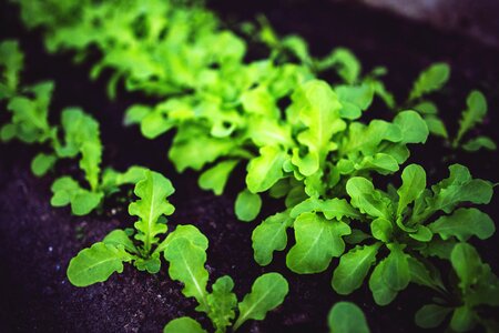 Healthy eco food