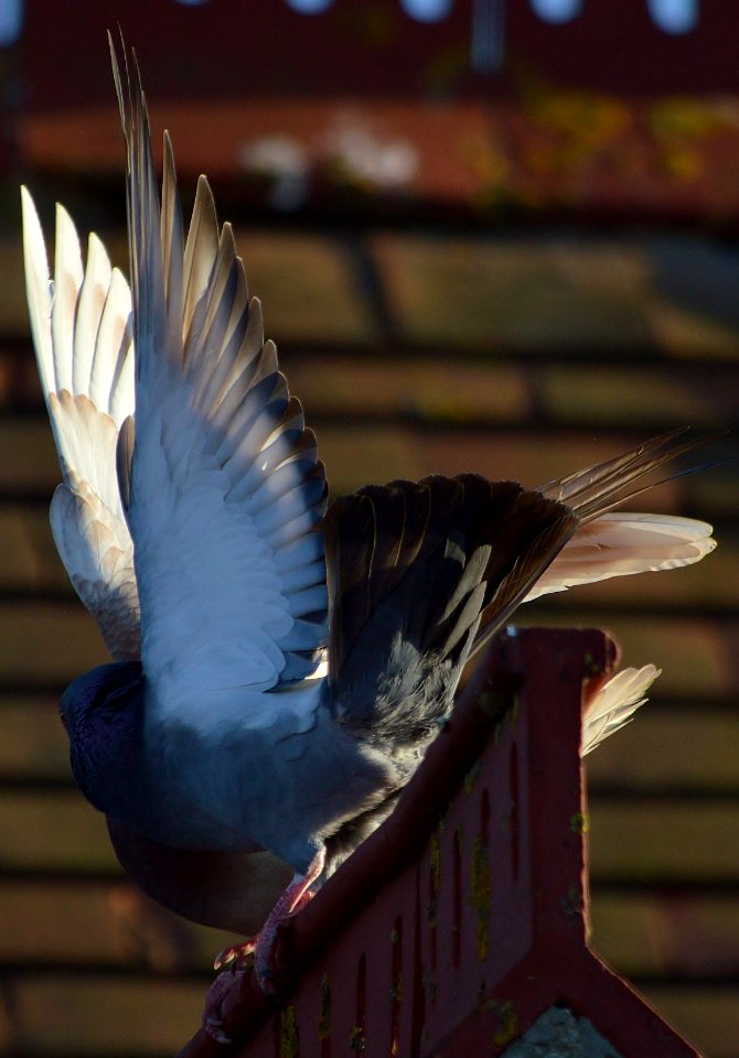 wing slapping