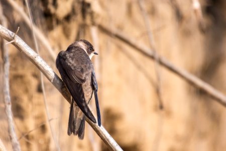 Hirondelle de rivage, Riparia riparia -  Barn Swallow -  schlucken