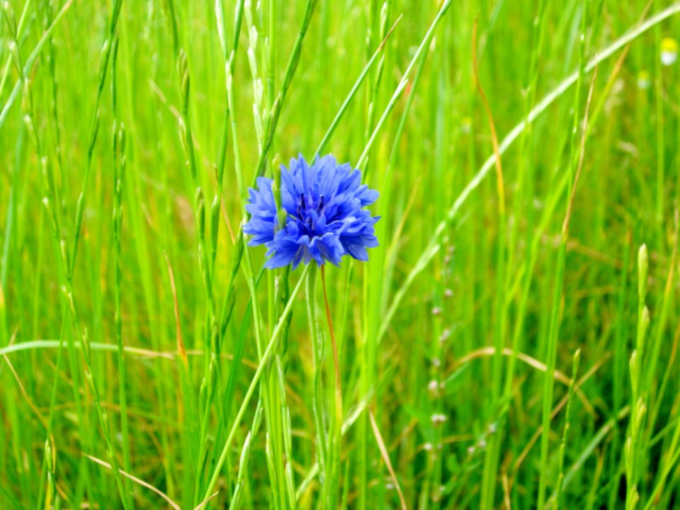 Blumen