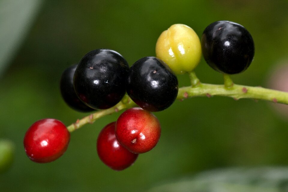 Macro forest wild berry