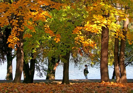 Golden leaves warm light trees