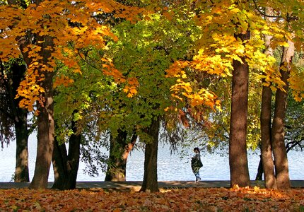 Golden leaves warm light trees photo