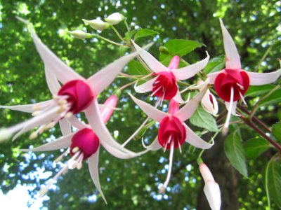 Blumen