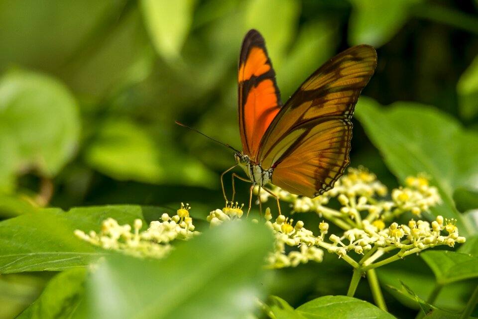 Macro black wing