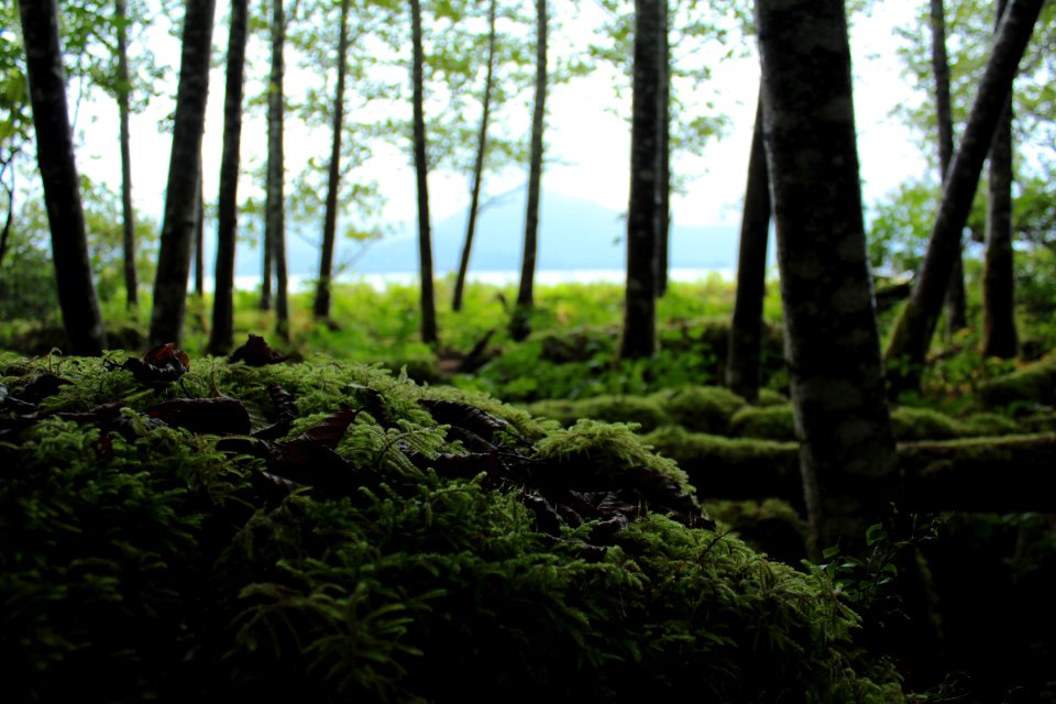 Mossy Forest Understory