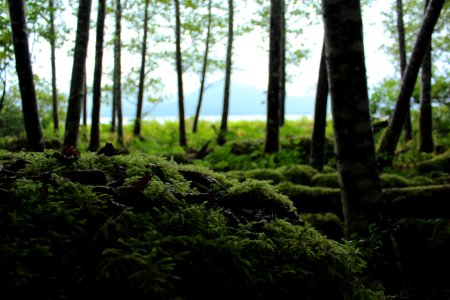 Mossy Forest Understory photo