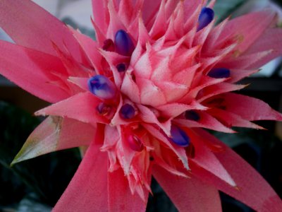 Blumen