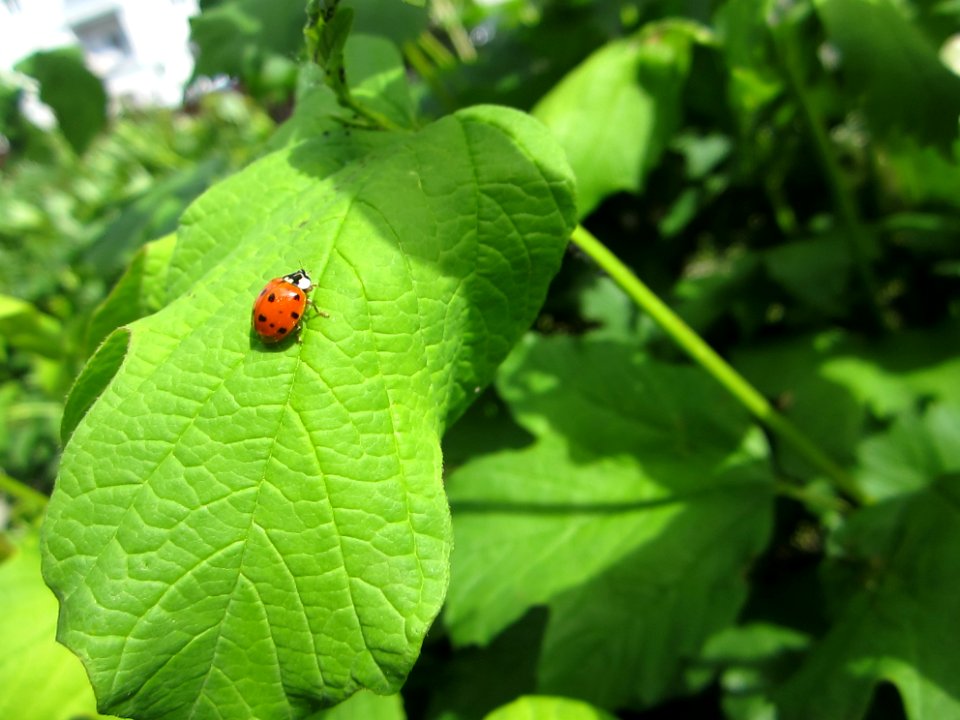 Insekten (Marienkäfer etc.)