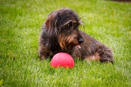 Dachshund ball pet