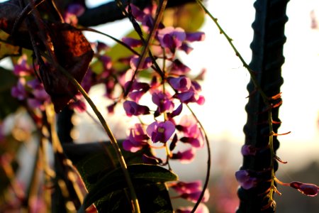 o poder das flores