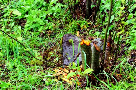 Beaver damages on trees
