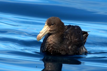Petrel gigante