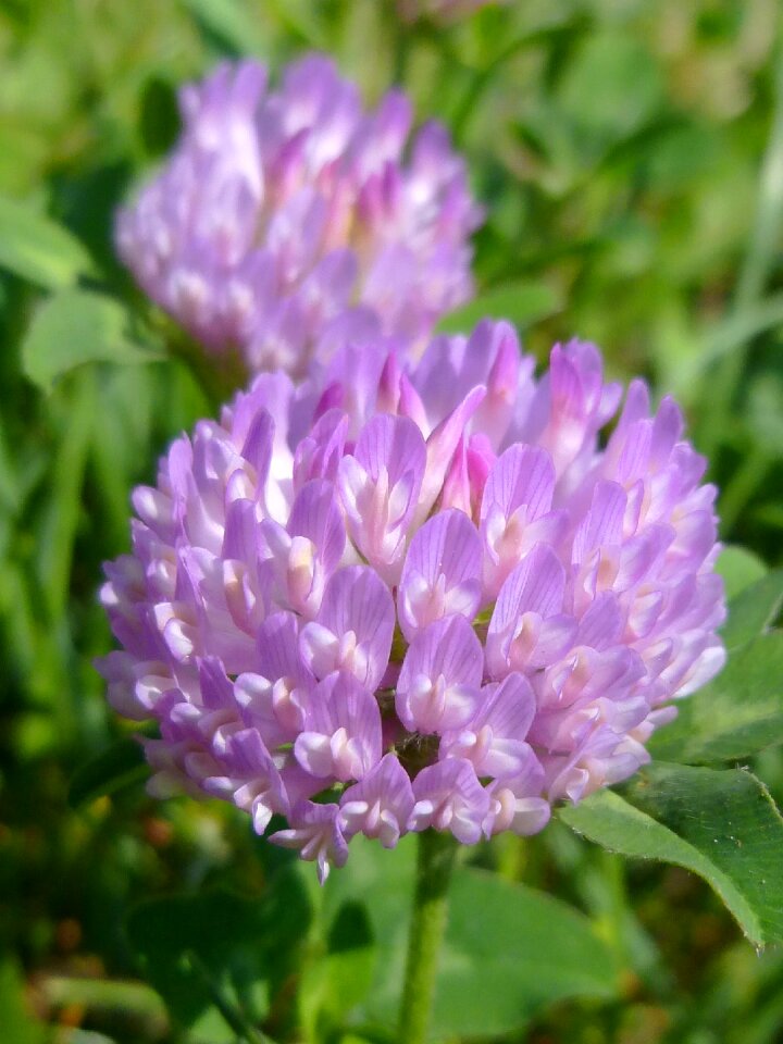 Spring may sunlight