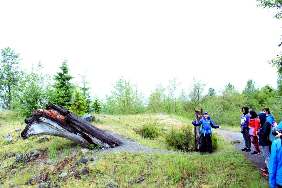 Students examining a tree that had been perished by the 1980's eruption of Mount St. Helens