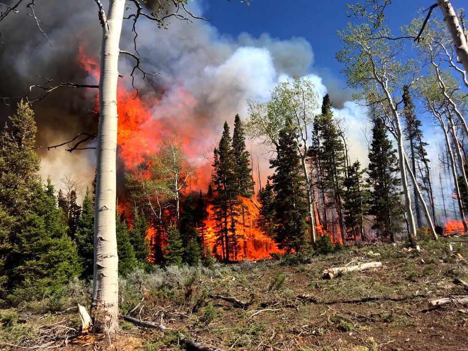 Prescribed burn at Manning Creek