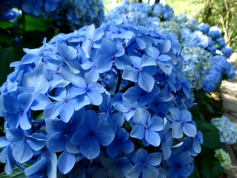 DSC00850 flickr