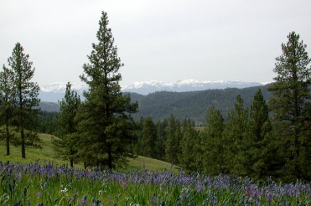 Spring in Oregon's Blue Mountains photo