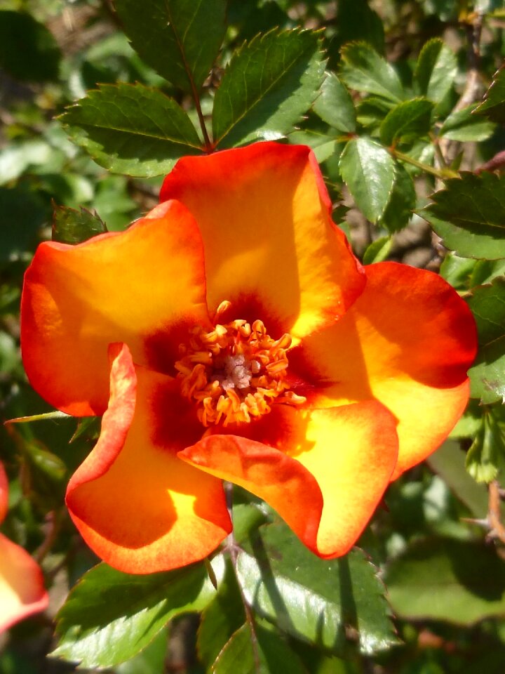 Spring orange may