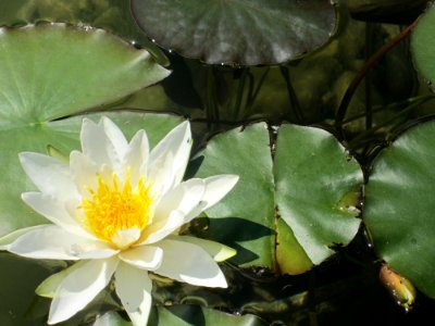 Blumen