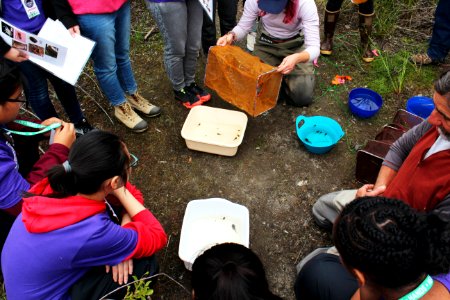 U.S. Forest Service Researcher Chrales Cristafulli presenting the aquatic creatures of the ponds at Mount St. Helens
