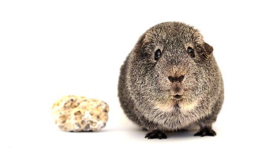 Animal rodent small animal