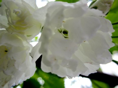 Blumen