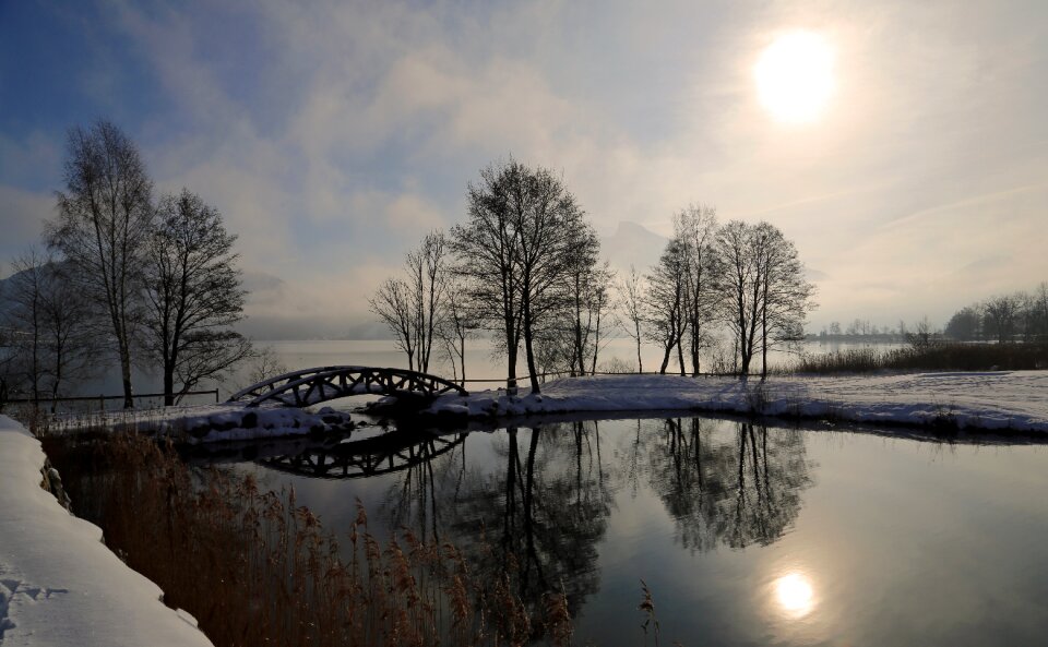 Nature cold winter trees photo