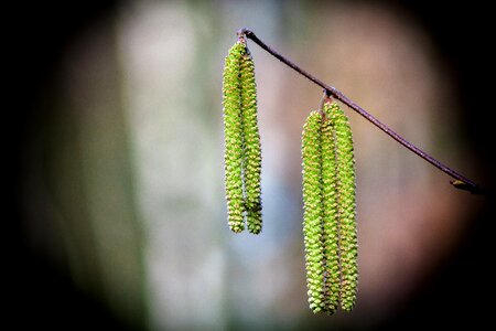 Trees nature macro