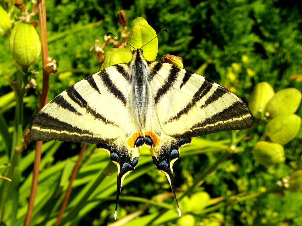 Macro insect swallow