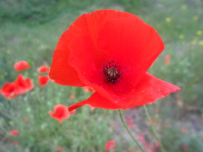 Blumen