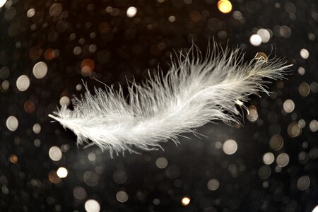 Tender airy bird feather