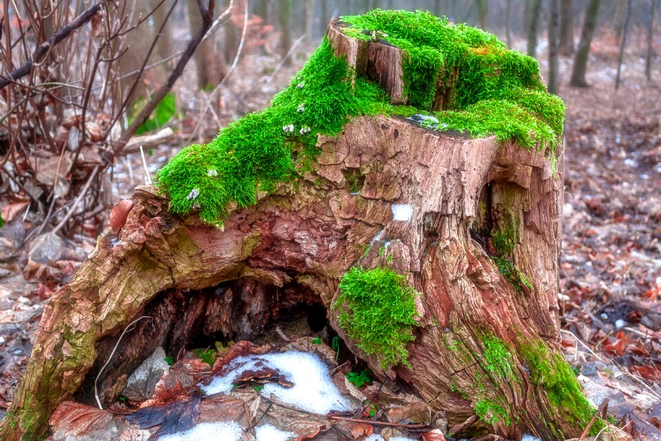 Forest nature bemoost