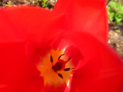 Blumen