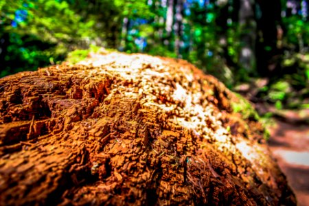Murrin Lake Trail