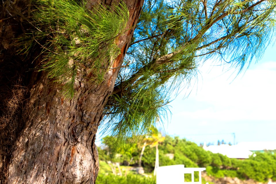 Bermuda