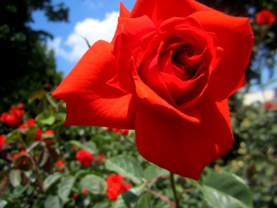 Blumen