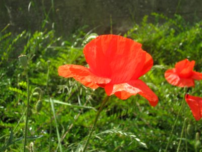 Blumen