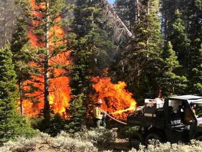 Prescribed burn at Manning Creek