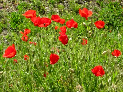 Blumen