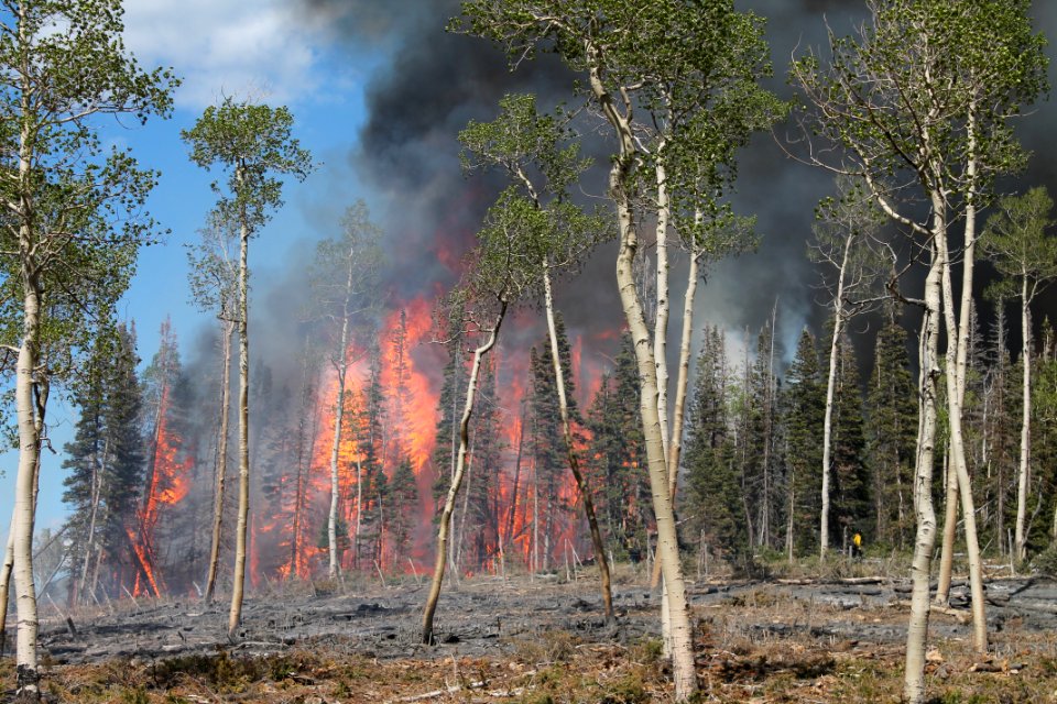 Prescribed burn at Manning Creek