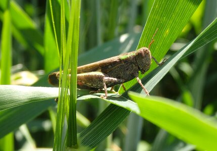 Nature bug antenna
