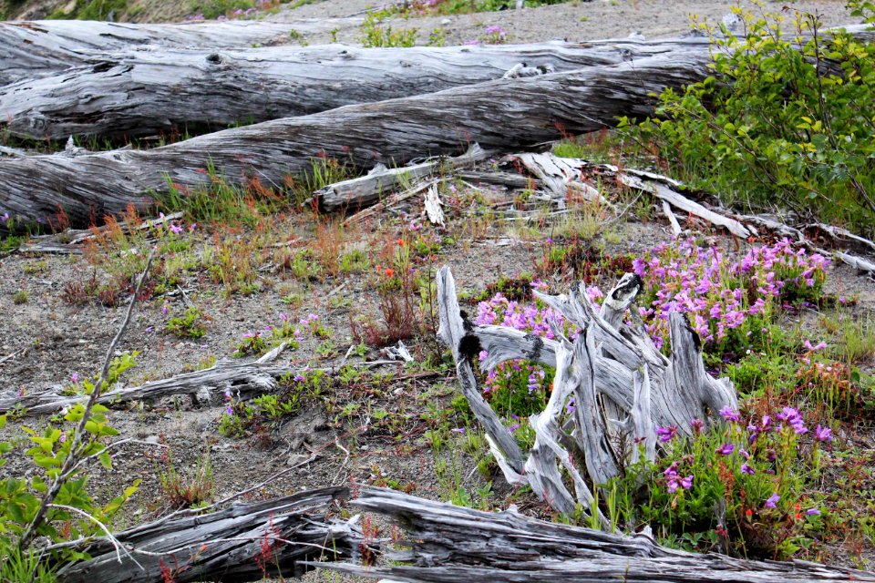 Trees torn apart and perished by the 1980's eruption of Mount St. Helens