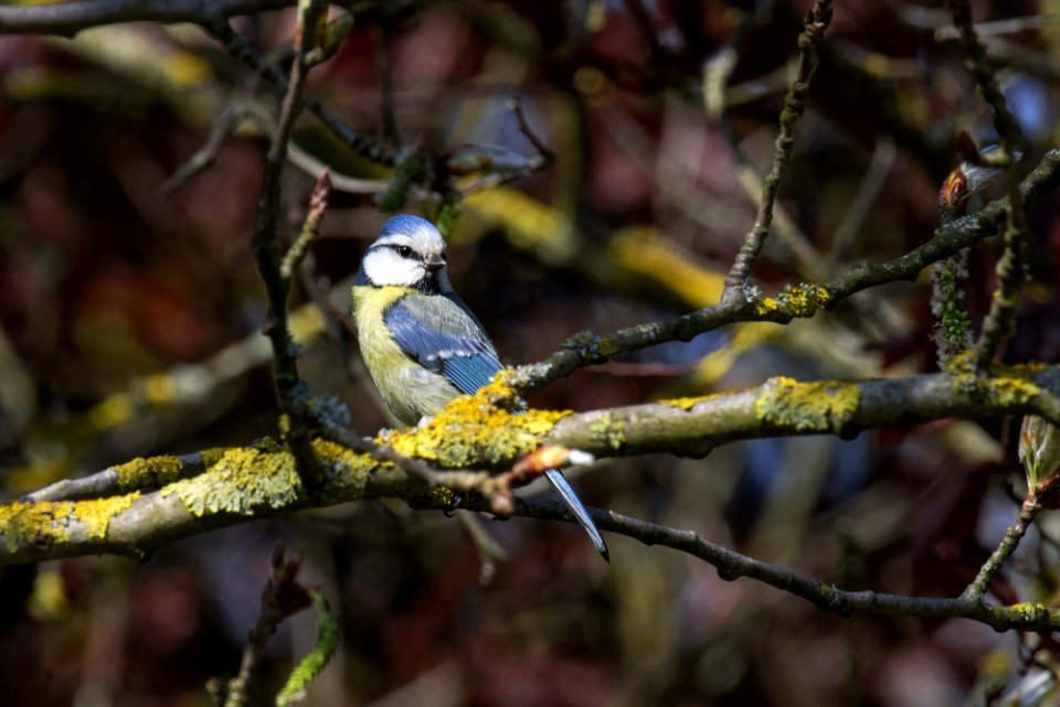 mésange bleue - Blue tit - Blaumeise photo