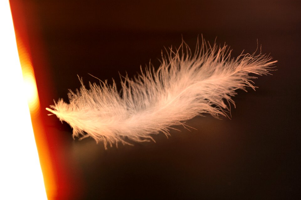 White bird feather animal springs