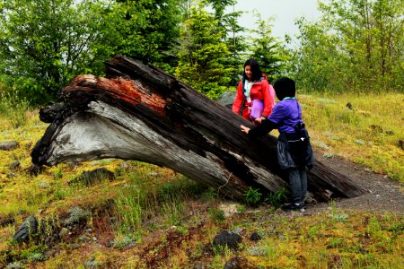 Students examining a tree that had been perished by the 1980's eruption of Mount St. Helens