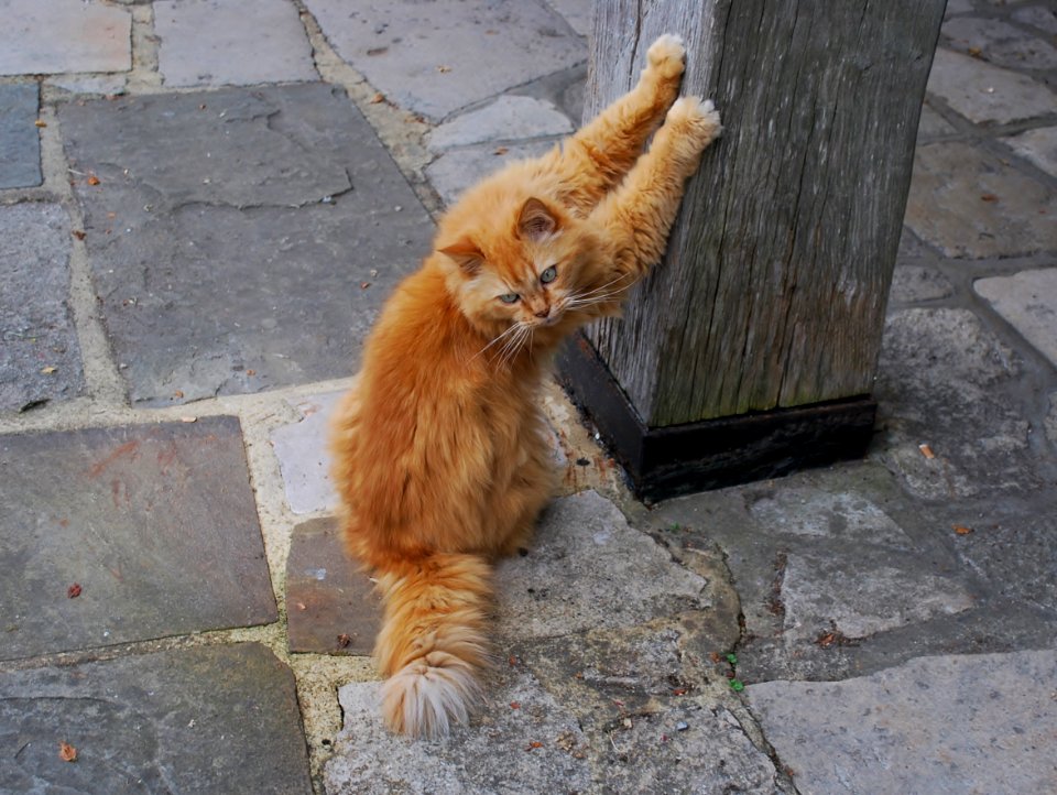 Orange Mackerel Tabby Cat having a Stretch, Bosham Harbour, West Sussex photo