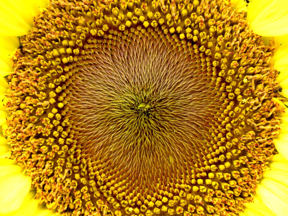 Yellow flowers spring nature
